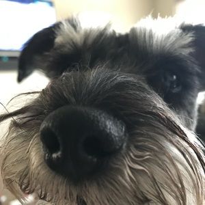 Meet your Posher, Felix